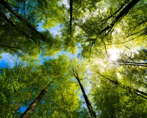 a view looking directly up into a tree canopy during midday