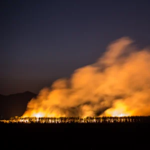 A fire burning crops with smoke billowing off into the sky